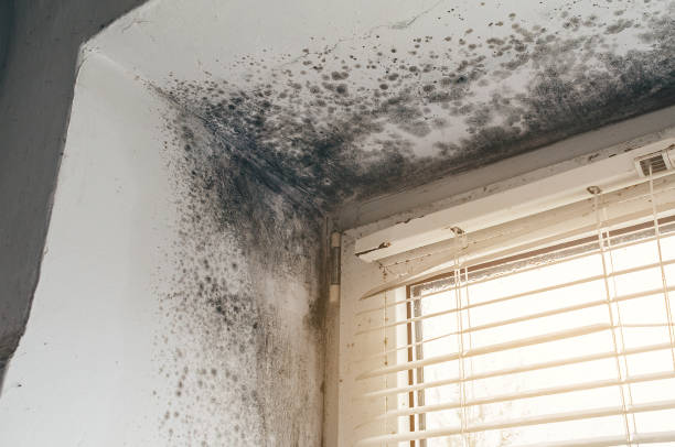 Affordable Black Mold Remediation solutions in Bryn Athyn, PA